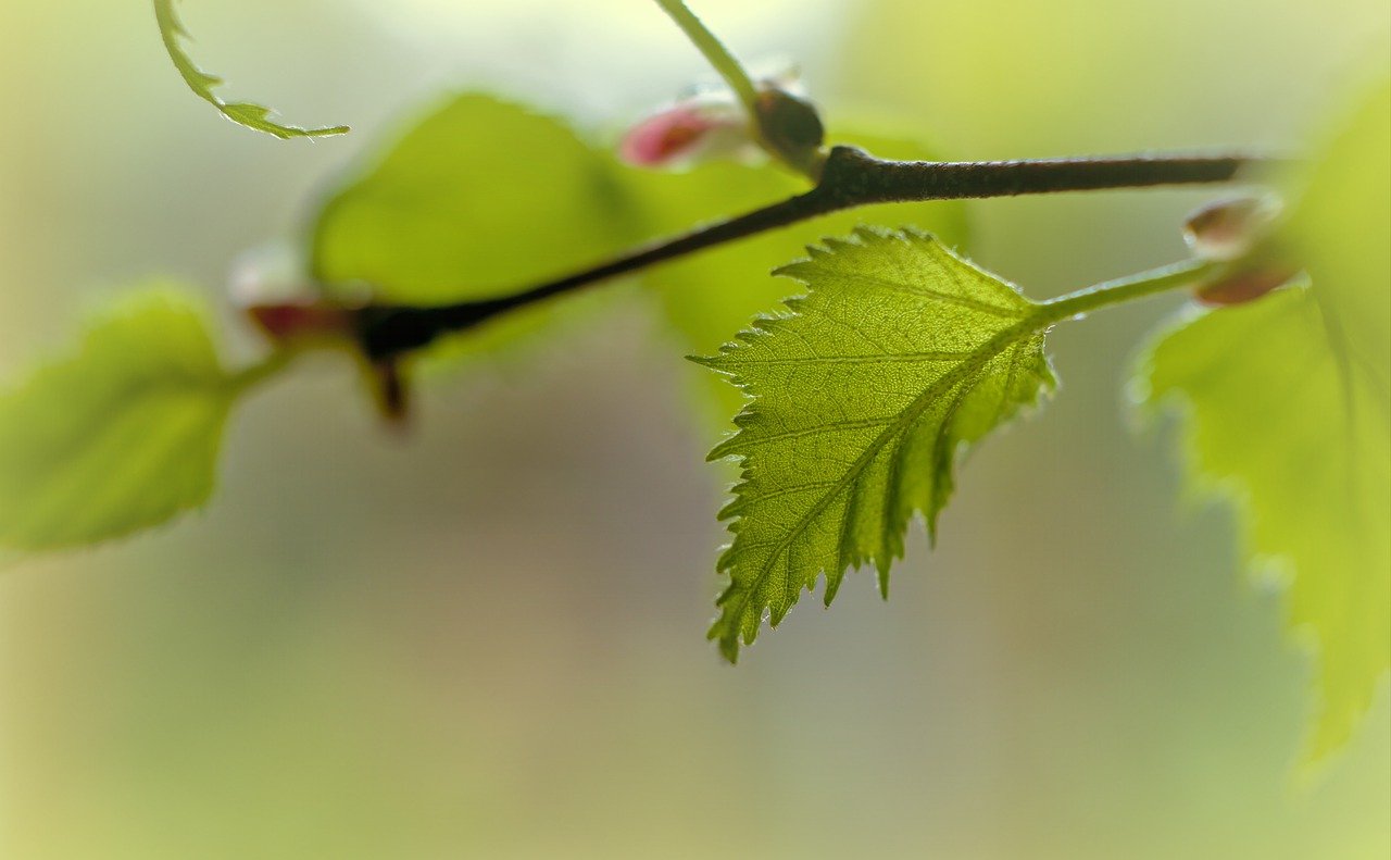 birch, leaf, branch